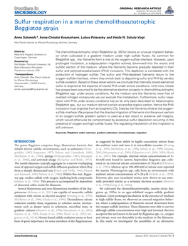 Sulfur Respiration in a Marine Chemolithoautotrophic Beggiatoa Strain