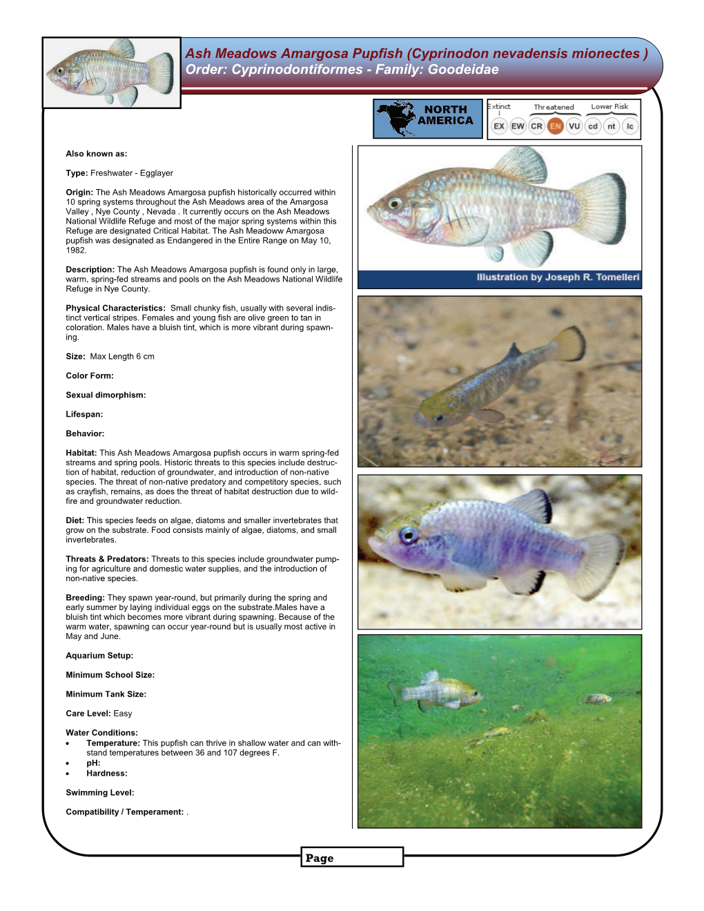 Ash Meadows Amargosa Pupfish (Cyprinodon Nevadensis Mionectes ) Order: Cyprinodontiformes - Family: Goodeidae