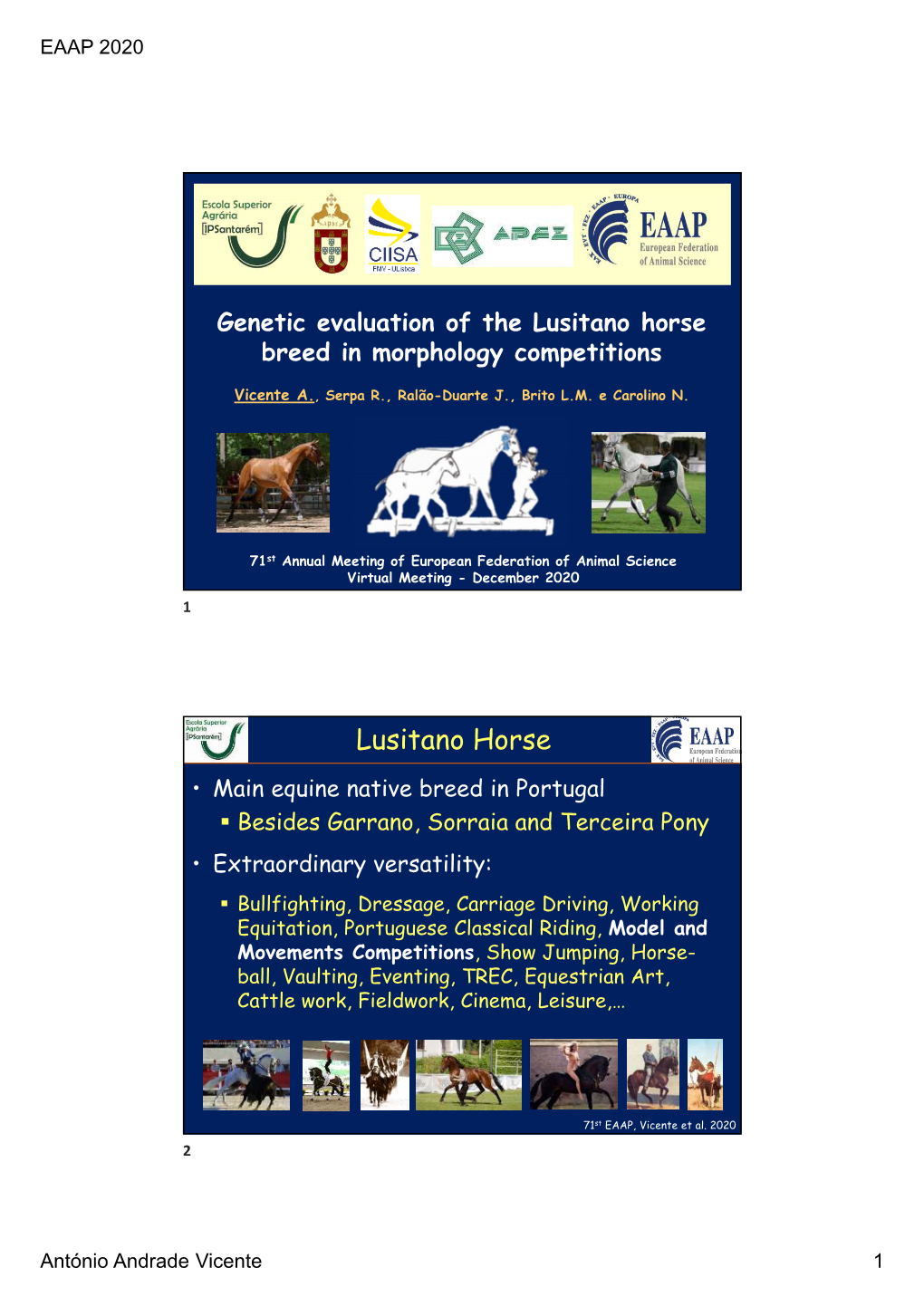 Lusitano Horse Breed in Morphology Competitions