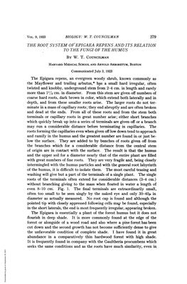 THE ROOT SYSTEM OFEPIGAEA REPENS and ITS RELATION to the FUNGI of the HUMUS by W