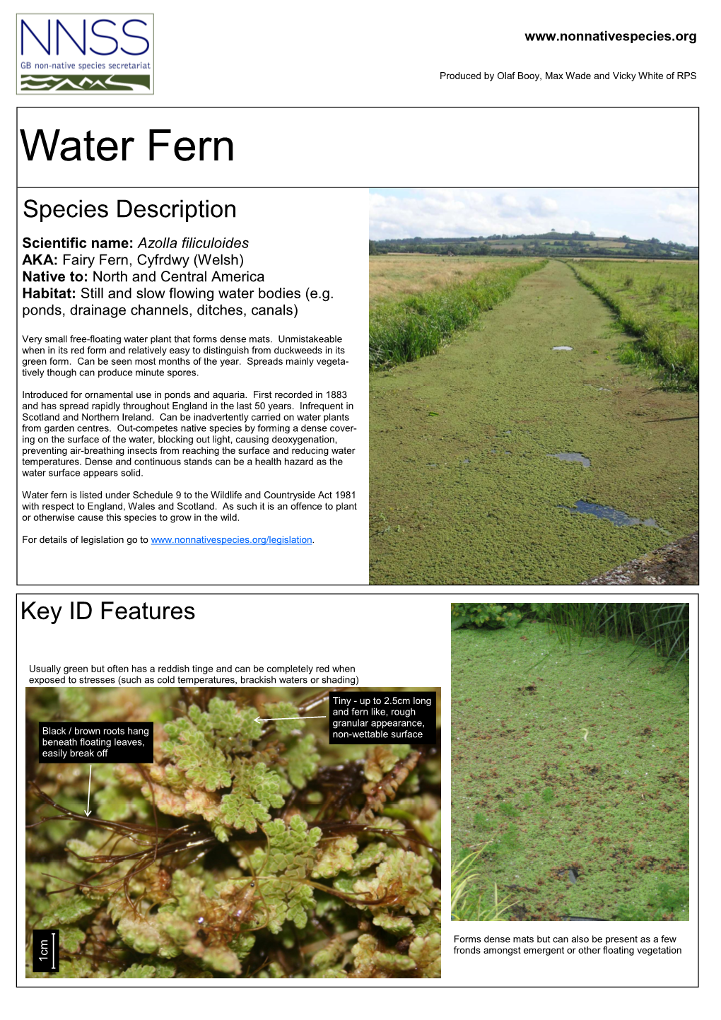 Water Fern (Azolla Filiculoides)