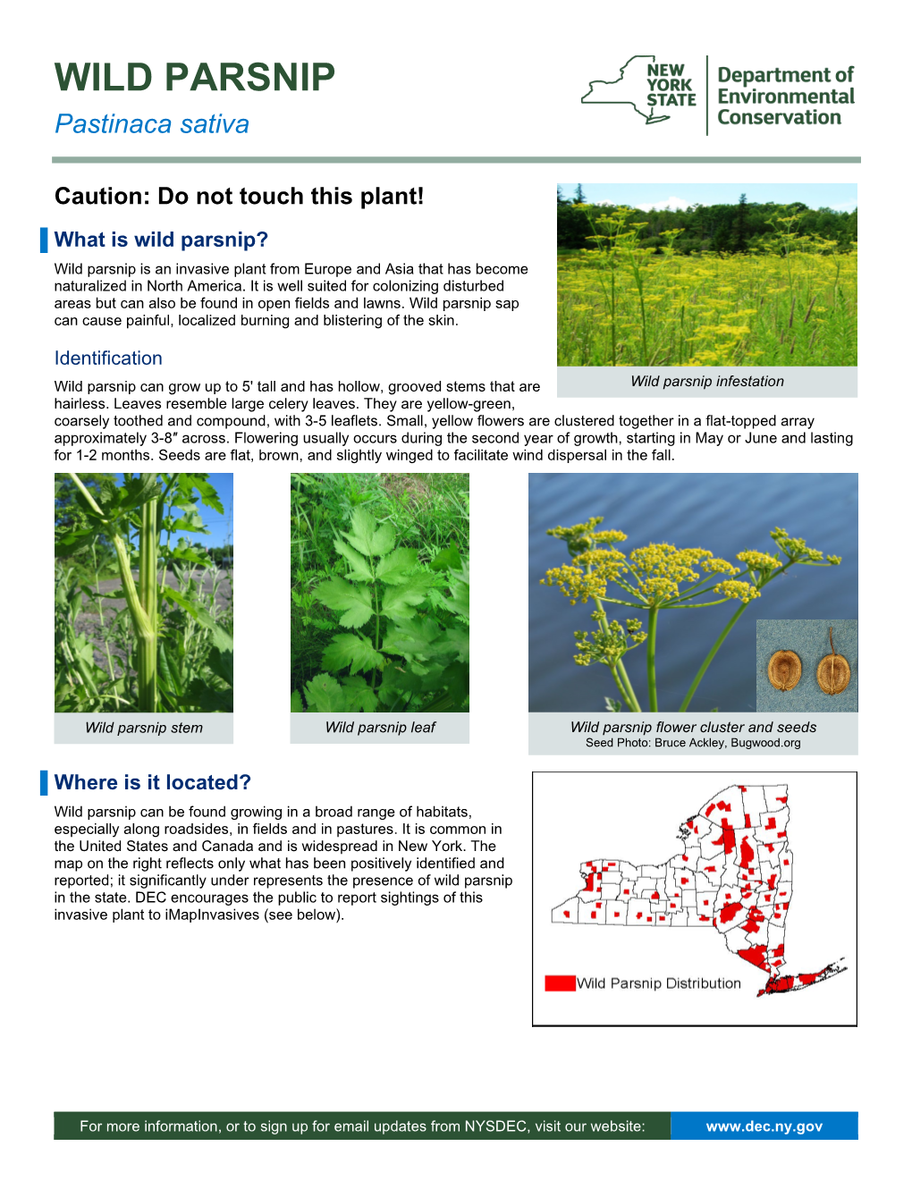 View the Wild Parsnip Fact Sheet