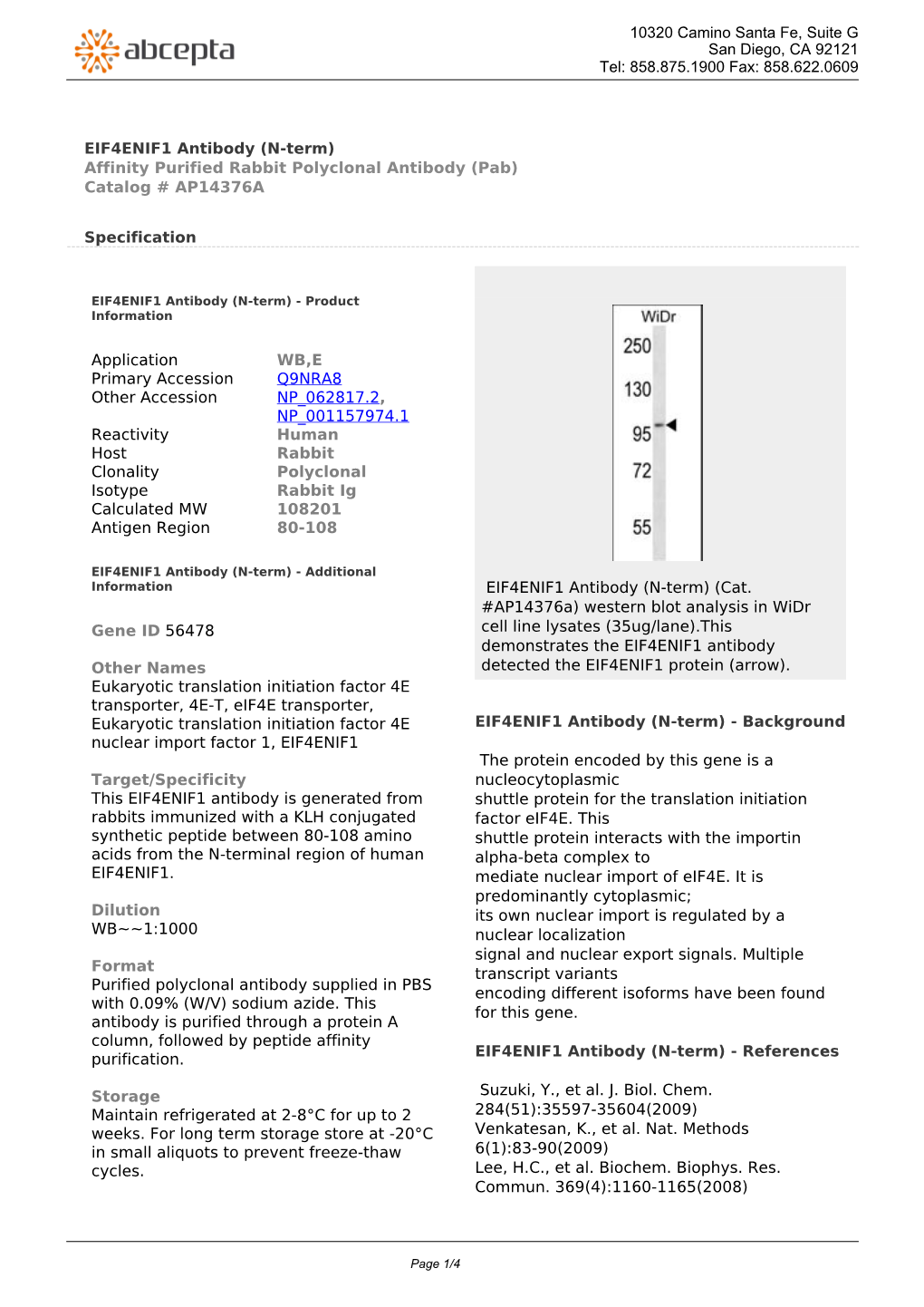 EIF4ENIF1 Antibody (N-Term) Affinity Purified Rabbit Polyclonal Antibody (Pab) Catalog # AP14376A