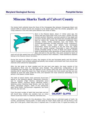 Miocene Sharks Teeth of Calvert County