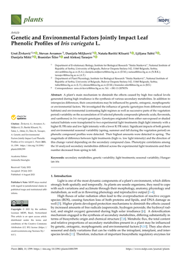 Genetic and Environmental Factors Jointly Impact Leaf Phenolic Proﬁles of Iris Variegata L