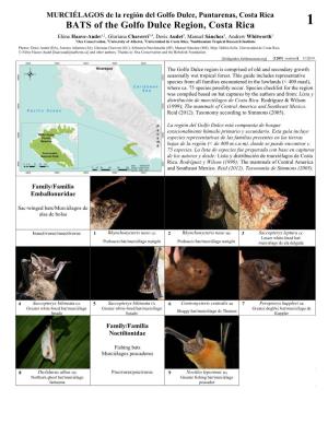 BATS of the Golfo Dulce Region, Costa Rica