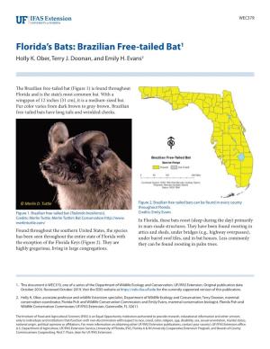 Florida's Bats: Brazilian Free-Tailed Bat1