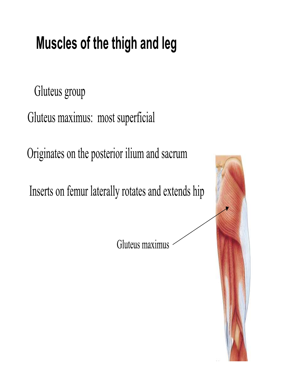 Muscles of the Thigh and Leg