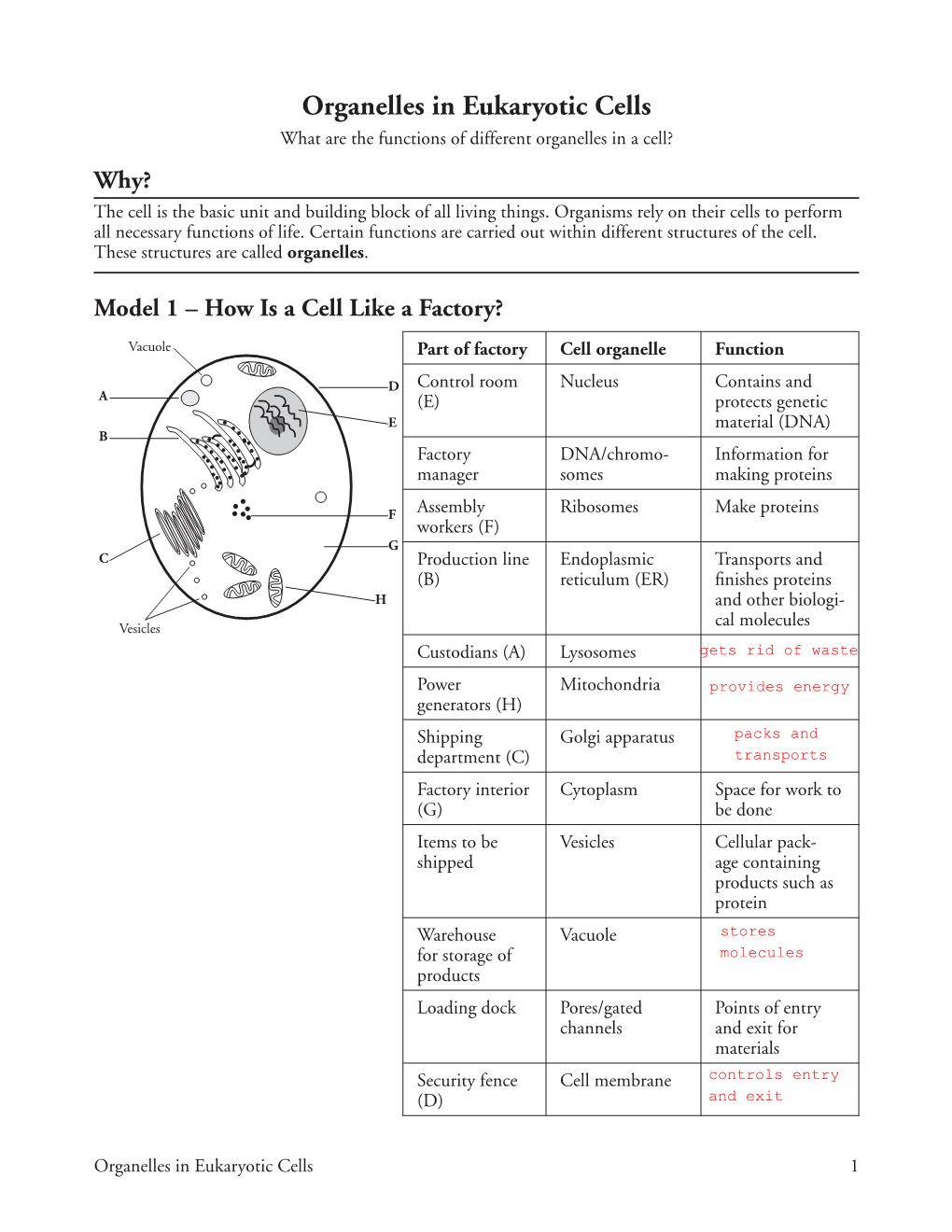 Organelles in Eukaryotic Cells What Are the Functions of Different Organelles in a Cell? Why? the Cell Is the Basic Unit and Building Block of All Living Things