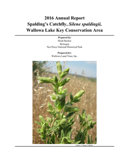 2016 Annual Report Spalding's Catchfly, Silene Spaldingii, Wallowa