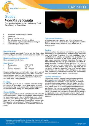 Guppy Poecilia Reticulata This Species Belongs to the Livebearing Tooth Carp Family Or Poeciliidae