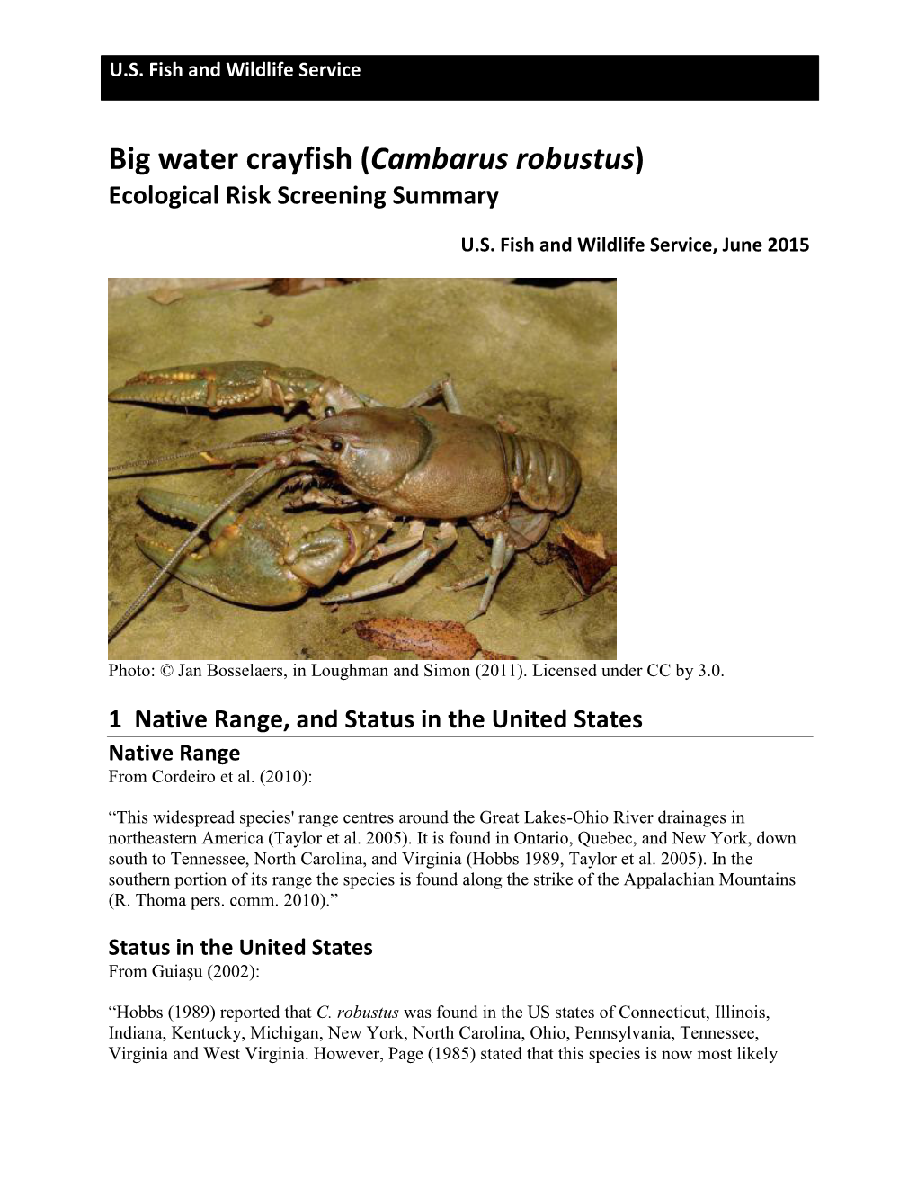 Big Water Crayfish (Cambarus Robustus) ERSS