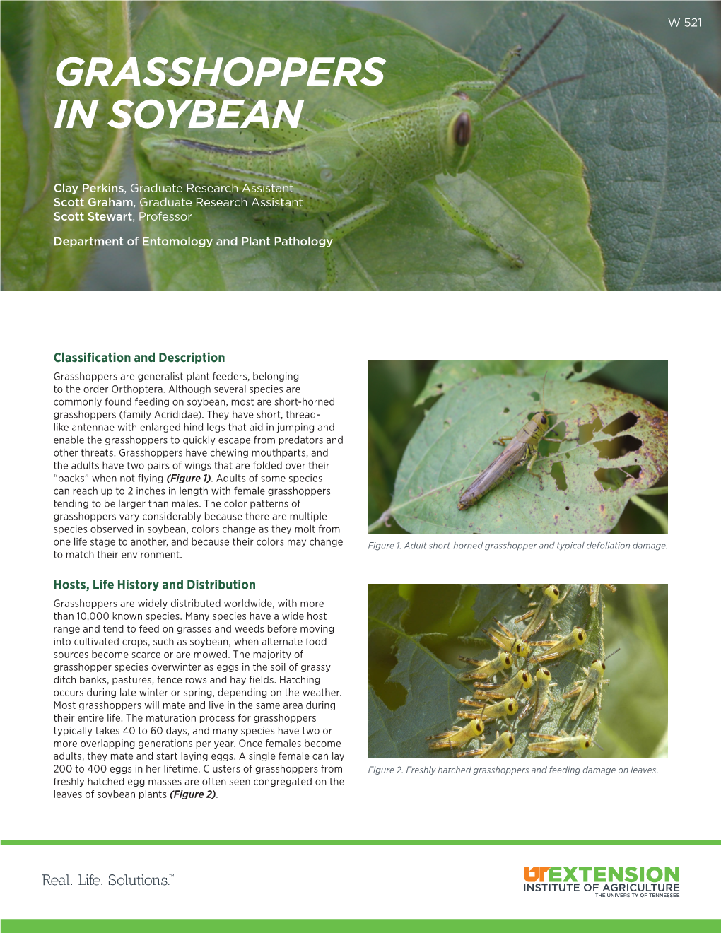 Grasshoppers in Soybean