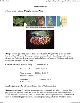 Plant Data Sheet Lambertiana.Htm