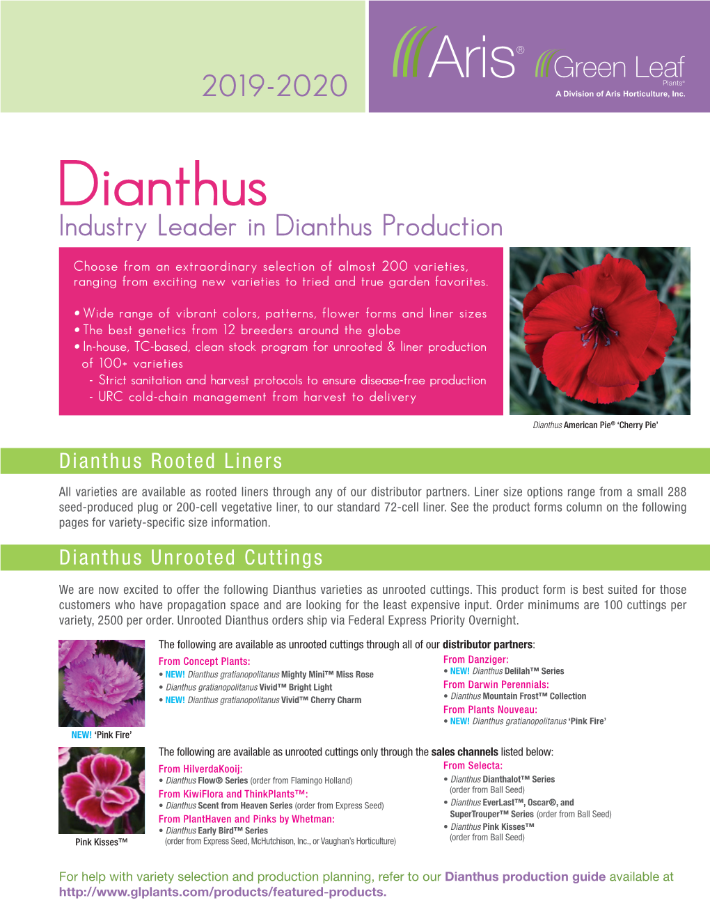 Dianthus Industry Leader in Dianthus Production