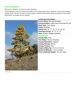 Acacia Baileyana (Bailey's Wattle, Cootamundra Wattle) Acacia Baileyana, Known As Cootamundra Wattle, Is an Evergreen Large Shrub Or Small Tree