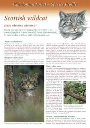 Scottish Wildcat (Felis Silvestris Silvestris )