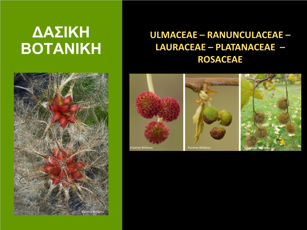 ΔΑΣΙΚΗ ΒΟΤΑΝΙΚΗ Ranunculaceae