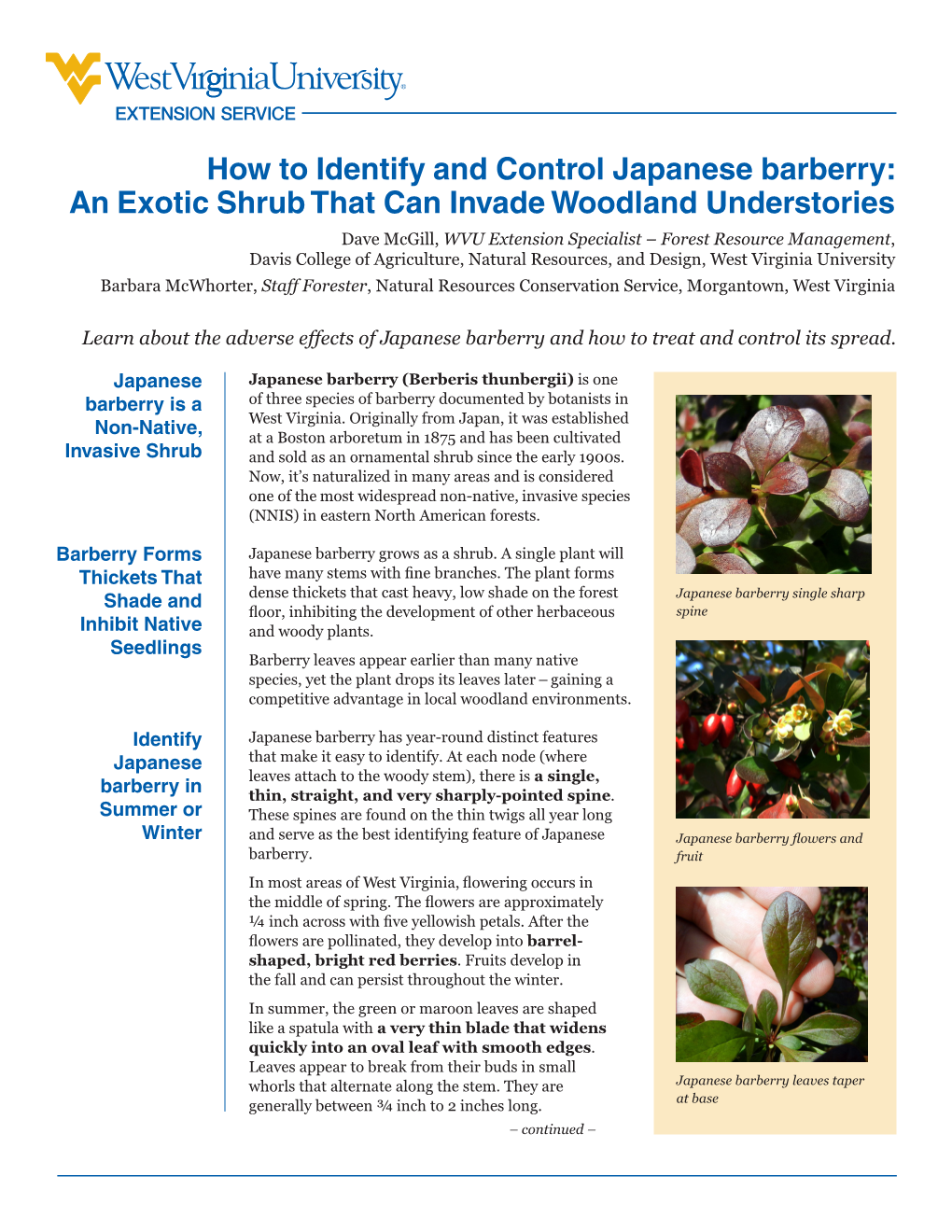 How to Identify and Control Japanese Barberry: an Exotic Shrub That Can