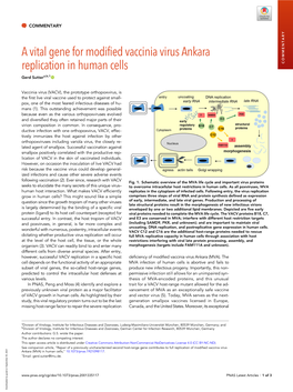 A Vital Gene for Modified Vaccinia Virus Ankara Replication in Human Cells COMMENTARY Gerd Suttera,B,1