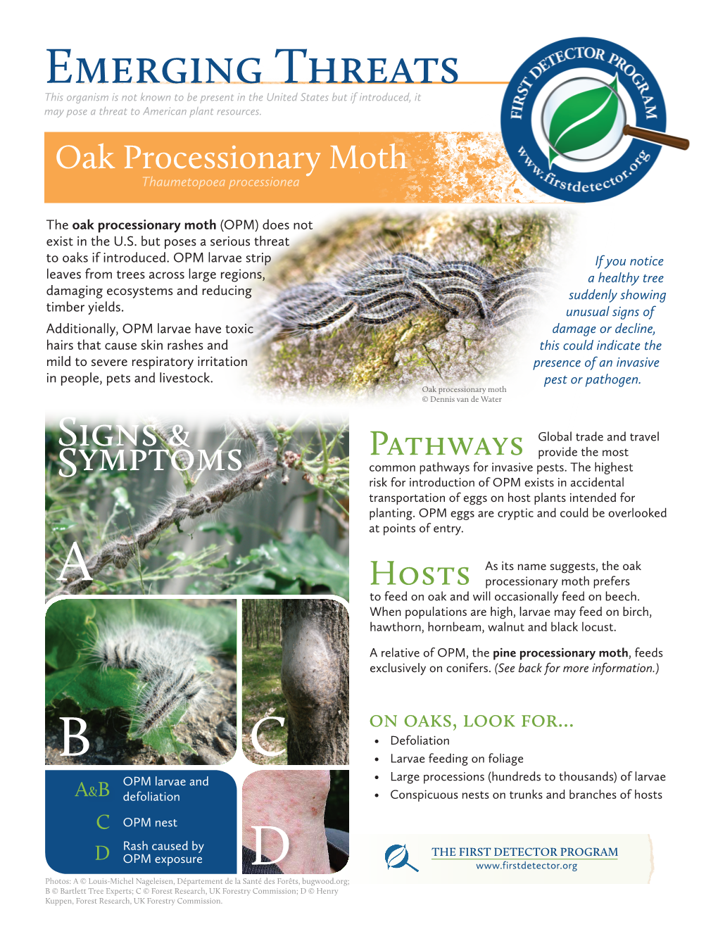 Oak Processionary Moth ET