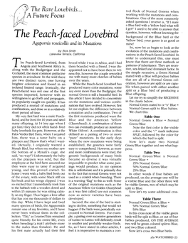 The Peach.-Faced Lovebird