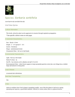 Sorbaria Sorbifolia