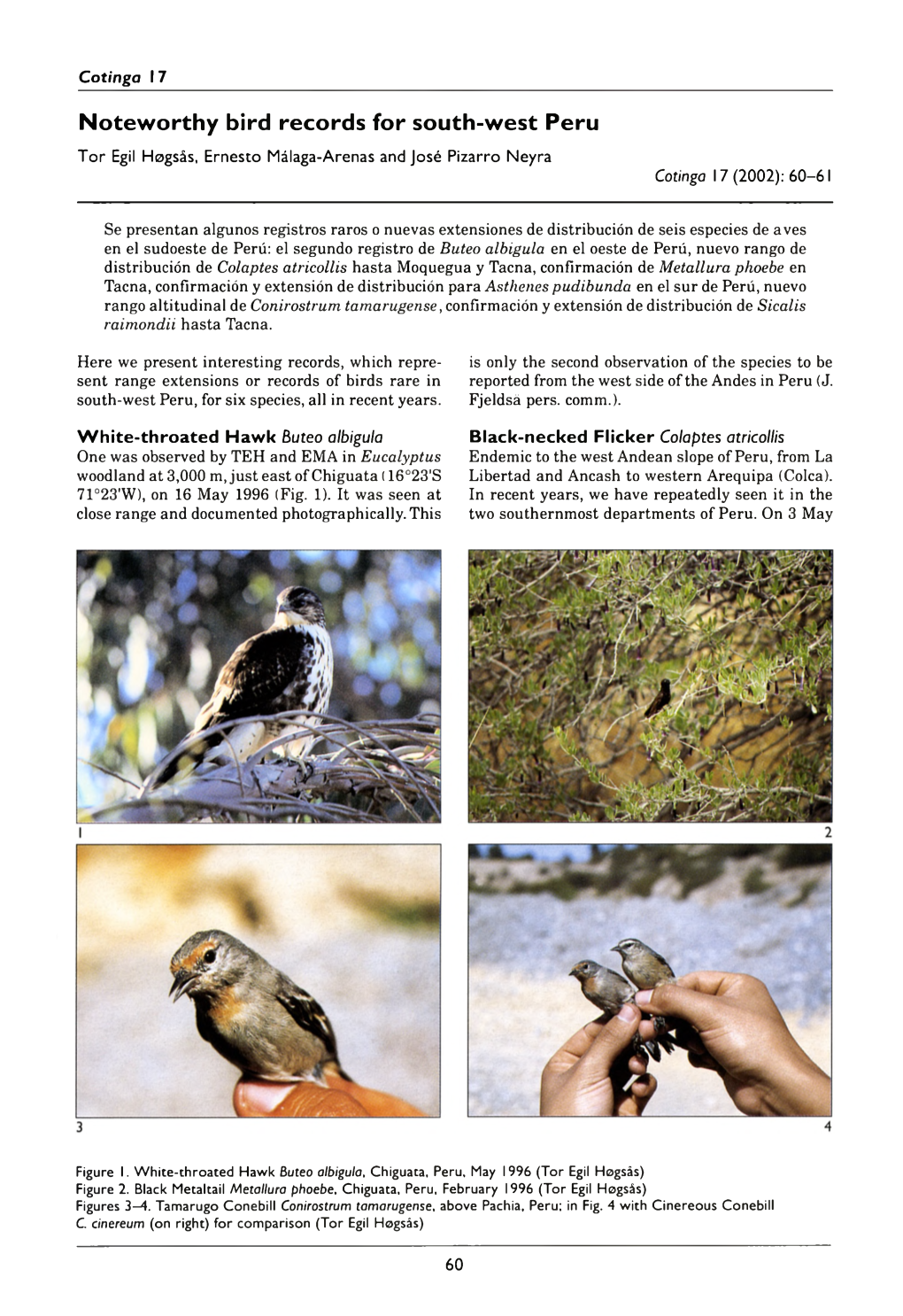 Noteworthy Bird Records for South-West Peru