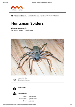 Huntsman Spiders - the Australian Museum
