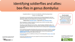 Bee-Flies in Genus Bombylius