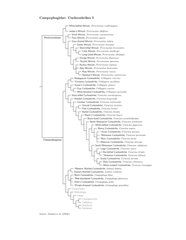 Campephagidae Species Tree