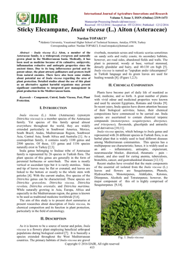 Sticky Elecampane, Inula Viscosa (L.) Aiton (Asteraceae)