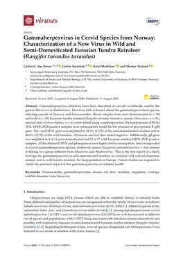Gammaherpesvirus in Cervid Species from Norway: Characterization of a New Virus in Wild and Semi-Domesticated Eurasian Tundra Reindeer (Rangifer Tarandus Tarandus)