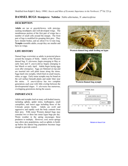 DAMSEL BUGS Hemiptera: Nabidae Nabis Alternatus, N