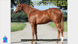 Yearling Filly by Constitution - Michele the Great (Distorted Humor) CONSTITUTION X MICHELE the GREAT