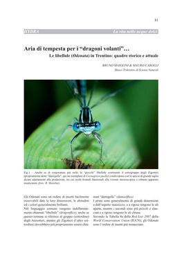 Aria Di Tempesta Per I “Dragoni Volanti”… Le Libellule (Odonata) in Trentino: Quadro Storico E Attuale