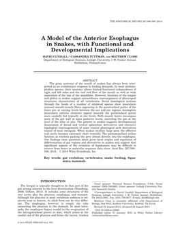 A Model of the Anterior Esophagus in Snakes, with Functional and Developmental Implications
