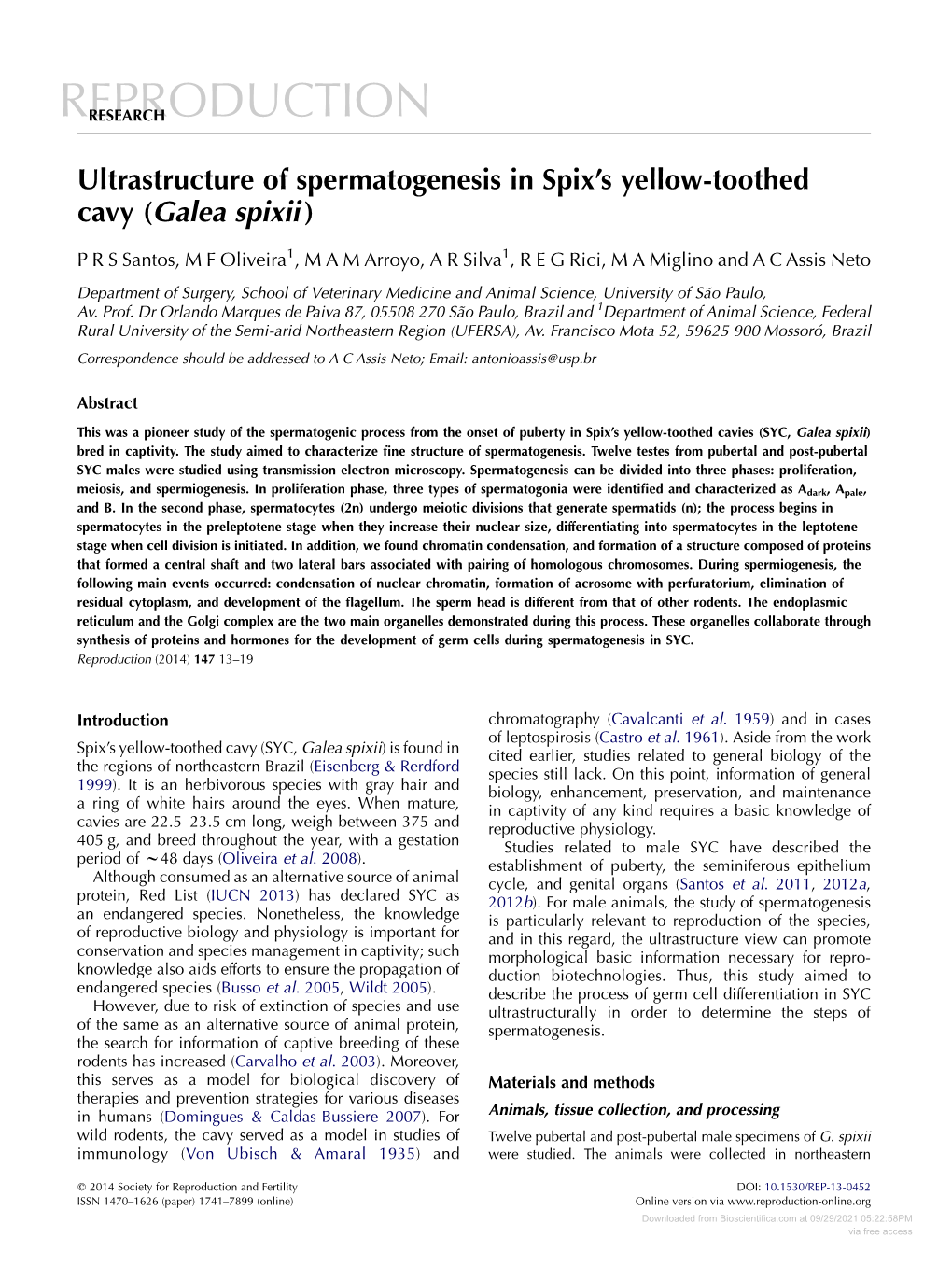 Ultrastructure of Spermatogenesis in Spix's Yellow-Toothed Cavy