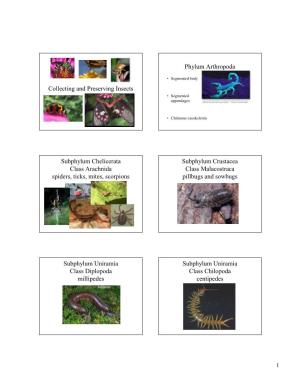 Collecting and Preserving Insects Phylum Arthropoda Subphylum