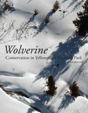 Conservation in Yellowstone National Park Final Report on the COVER Wolverine Tracks in the Greater Yellowstone Ecosystem