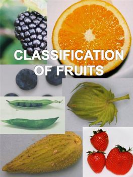 Fruit Type Or the Specific Species of Plant