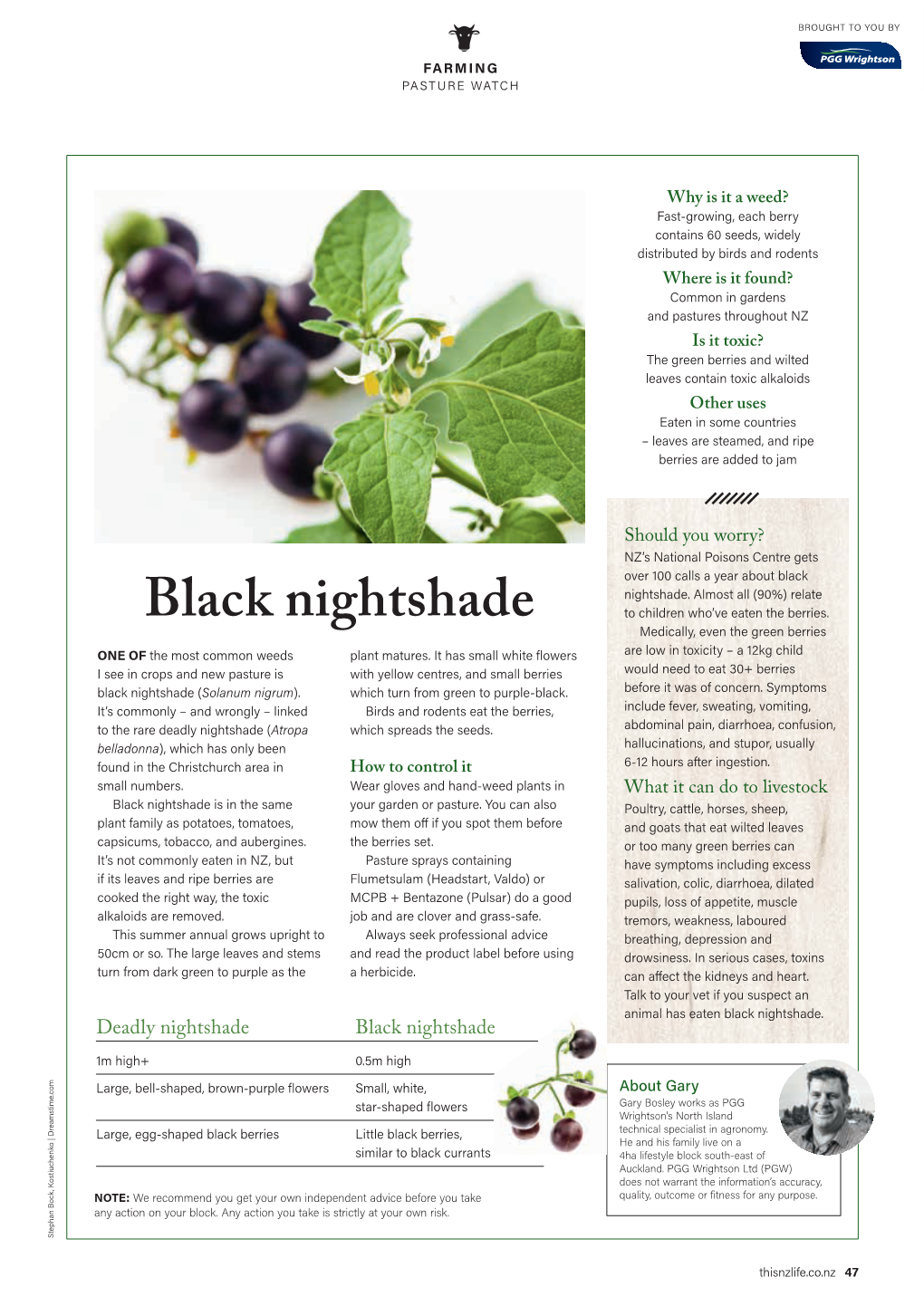 Black Nightshade