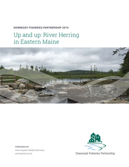 River Herring in Eastern Maine