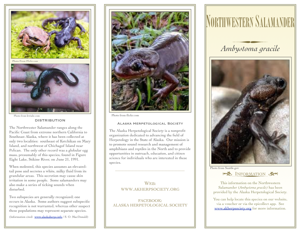 Northwestern Salamander