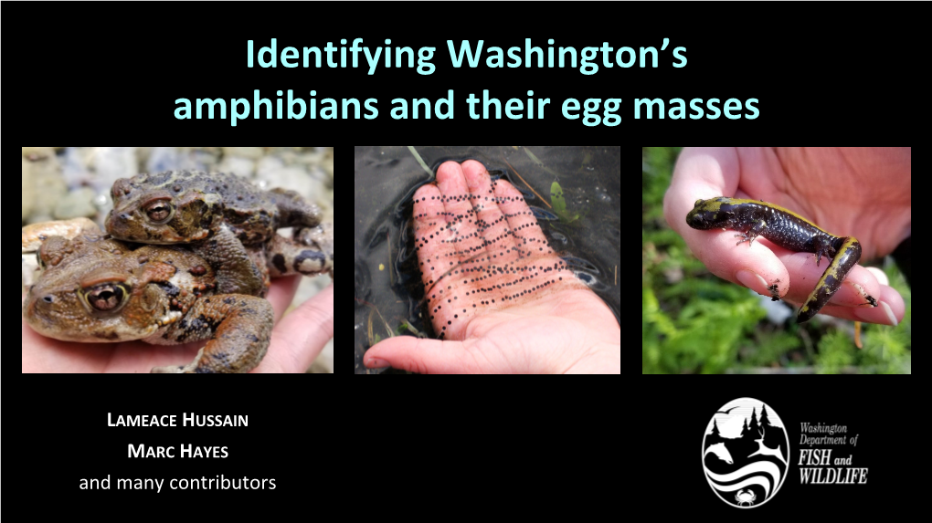 Identifying Washington's Amphibians And Their Egg Masses - DocsLib