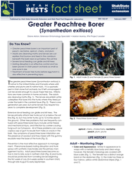 Greater Peachtree Borer (Synanthedon Exitiosa)