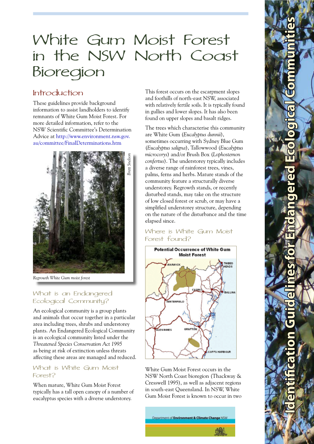 White Gum Moist Forest in the NSW North Coast Bioregion