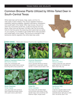 Common Browse Plants Used by White-Tailed Deer in South-Central Texas