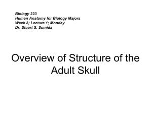 Overview of Structure of the Adult Skull the Developing Skull Has Three Component Origins