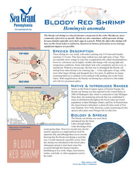 Bloody Red Shrimp Hemimysis Anomala